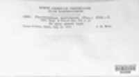 Pucciniastrum epilobii image